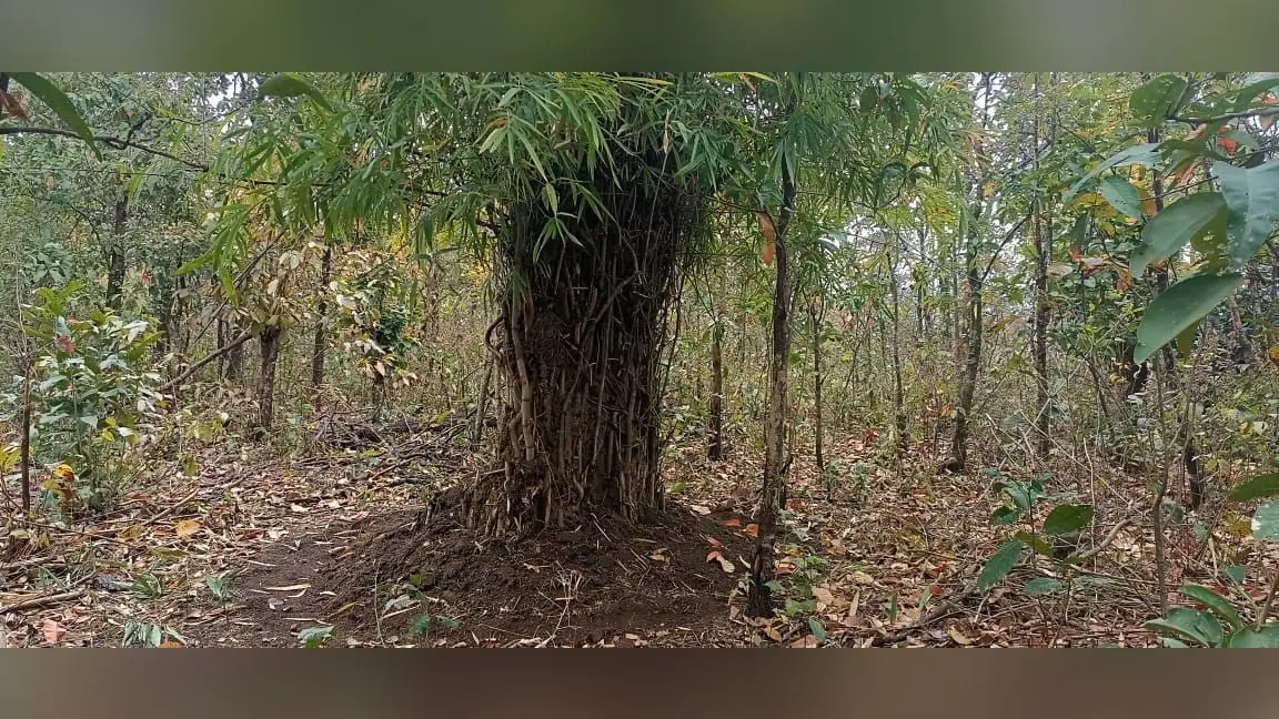 हाथियों को गांवों में प्रवेश से रोकेगा बांस का बखार, वन विभाग ने ग्रामीणों की सुरक्षा के लिए की ये पहल