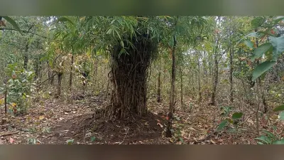 हाथियों को गांवों में प्रवेश से रोकेगा बांस का बखार, वन विभाग ने ग्रामीणों की सुरक्षा के लिए की ये पहल