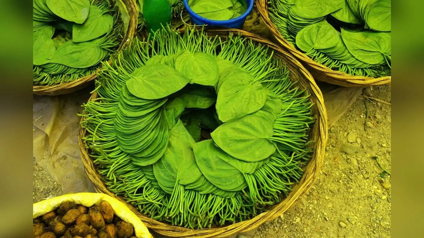 Benefits of Betel Leaves: गर्मी में शुरू कर दें पान की पत्तियों को चबाना, फायदे जान हो जाएंगे हैरान