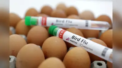 Bird flu : केरल में बर्ड फ्लू की पुष्टि, बतखों में सामने आया संक्रमण, ऐसे करें बचाव