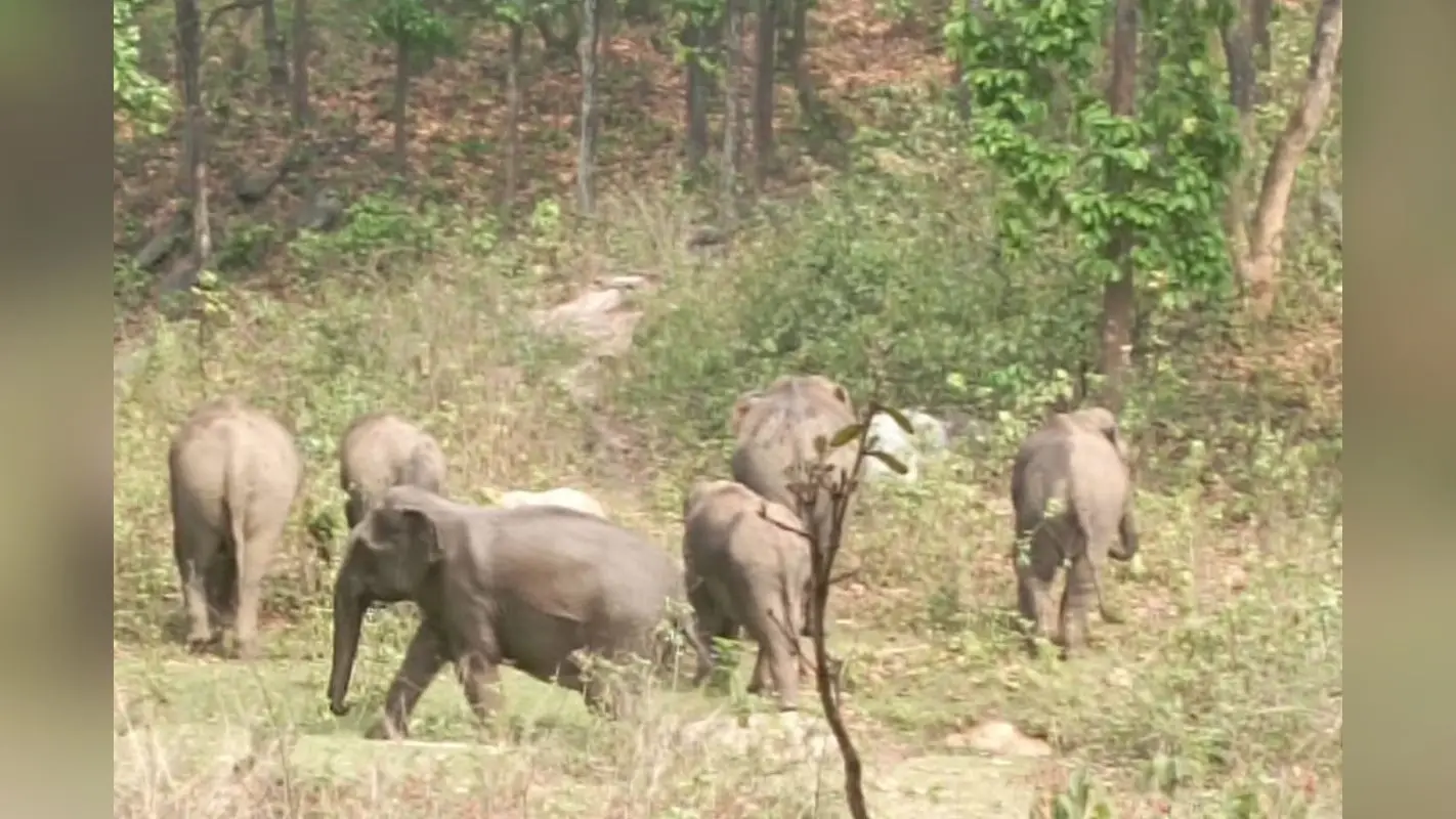 Elephant Disturbance: नेपाली हाथियों का भारत में प्रवेश, VTR के गोनौली वन क्षेत्र में किया भारी उपद्रव