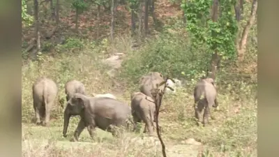 Elephant Disturbance: नेपाली हाथियों का भारत में प्रवेश, VTR के गोनौली वन क्षेत्र में किया भारी उपद्रव