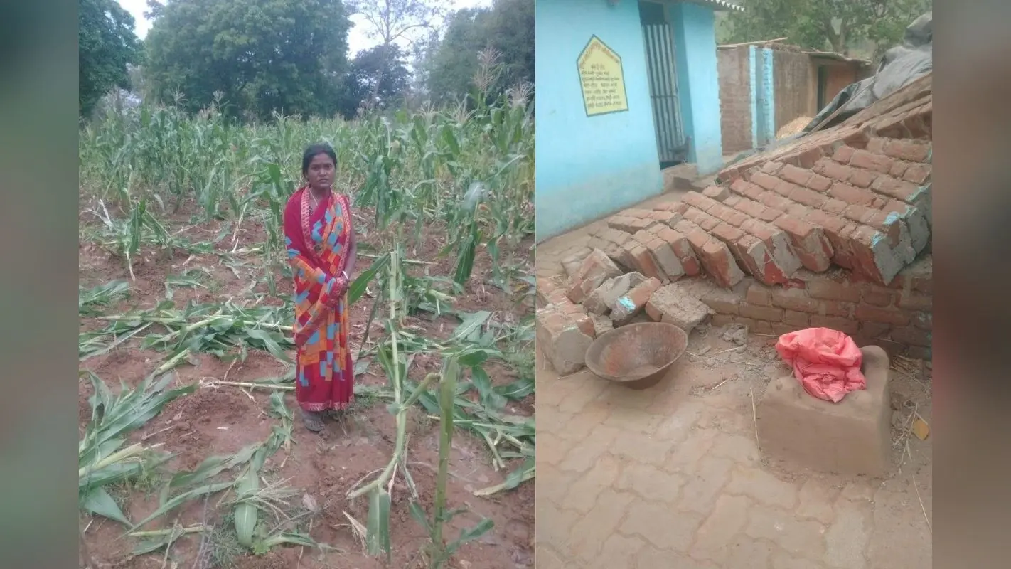 बोकारो के भस्की गांव में फिर हाथियों ने मचाया उत्पात, पूर्व मुखिया के घर की चहारदीवारी तोड़ी व फसलों को रौंदा