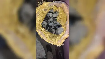 भारी मात्रा में ब्लू स्टोन जब्त, एक गिरफ्तार