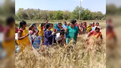 डीसी ने महिलाओं संग खेत में की गेंहू की कटाई, वोट के महत्व को समझाया