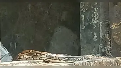 पुरानी भवन में विशालकाय अजगर निकलने से दहशत