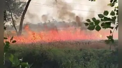 20 एकड़ खेत में गेहूं की फसल जलकर राख