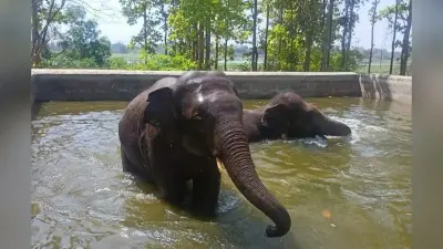 हाथी, हिप्पो और नीलगाय खा रहे हैं तरबूज और खीरा, मिल रहा है ग्लूकोज