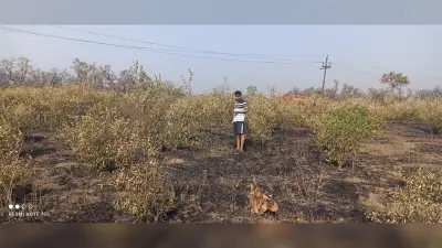 – तीन एकड़ में लगे नींबू के बागान में लगा दी गयी आग, 500 पेड़ जलकर खाक