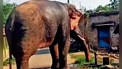 गांव में पानी पीने घुसा हाथी ग्रामीणों में मचा हड़कंप