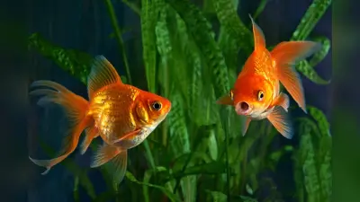 How to Save Fishes in Aquarium: आप भी पाल रहे हैं मछली एक्वेरियम की इस तरह करें देखभाल