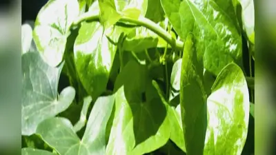 Benefits of Giloy: सिर्फ डायबिटीज ही नहीं इन बीमारियों के लिए भी रामबाण है आयुर्वेदिक जड़ी बूटी गिलोय