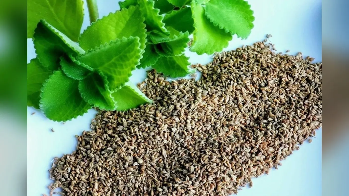 Health Benefits of Celery: पेट की गर्मी से हैं परेशान तो पीना शुरू कर दें अजवाइन का पानी, जानें कैसे करें सेवन?