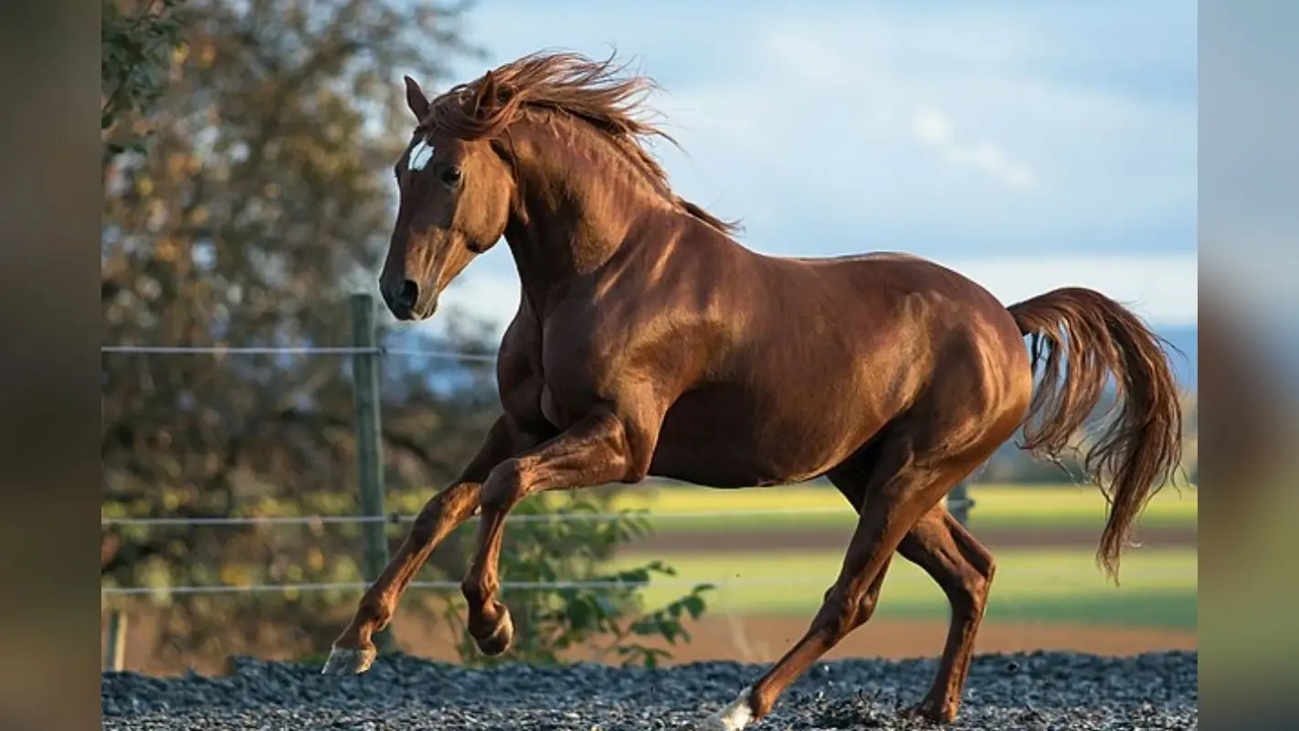 Irish horse: आयरिश सेना का घोड़ा ड्रग टेस्ट में फेल! नशे में धुत्त होकर दौड़ा घोड़ा?