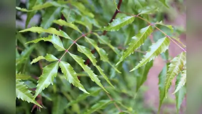 Gardening Tips: बगीचे के पौधों का रखना चाहते हैं ख्याल? नीम की पत्तियों का इस तरह करें इस्तेमाल