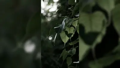 Peepal Tree Benefits: इस पेड़ में है ब्रह्मा, विष्णु और शिव का वास, औषधिय गुणों का हैं खजाना