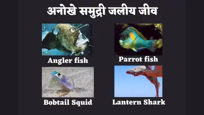 World Aquatic Animal Day : समुद्र के भीतर बसी जीव-जंतुओं की एक अनोखी दुनिया