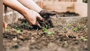 Bihar: सरकारी स्कूलों के बच्चे अब सीखेंगे बागबानी के गुर, पटना के 565 स्कूलों का हुआ चयन