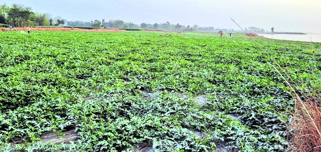 Digital Land Record: बिहार में इस साल से सभी जमीन रिकॉर्ड्स होंगे डिजिटल, ऐसे कर सकते हैं चेक