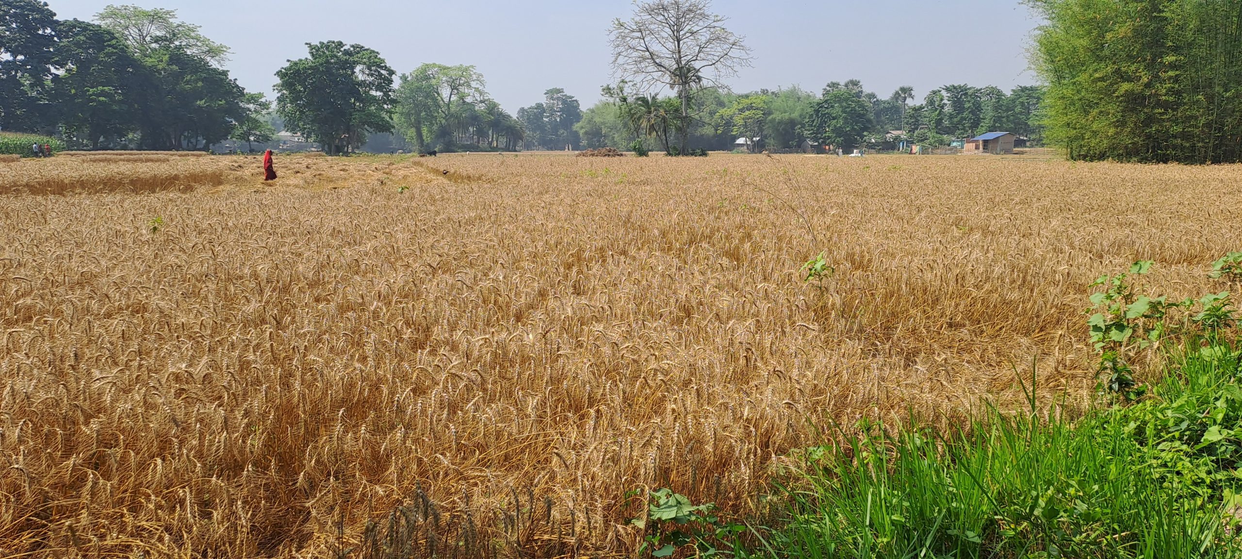 गेहूं अधिप्राप्ति: कटिहार में डेढ़ माह बाद भी रफ्तार नहीं पकड़ सकी एमएसपी पर गेहूं खरीद प्रक्रिया