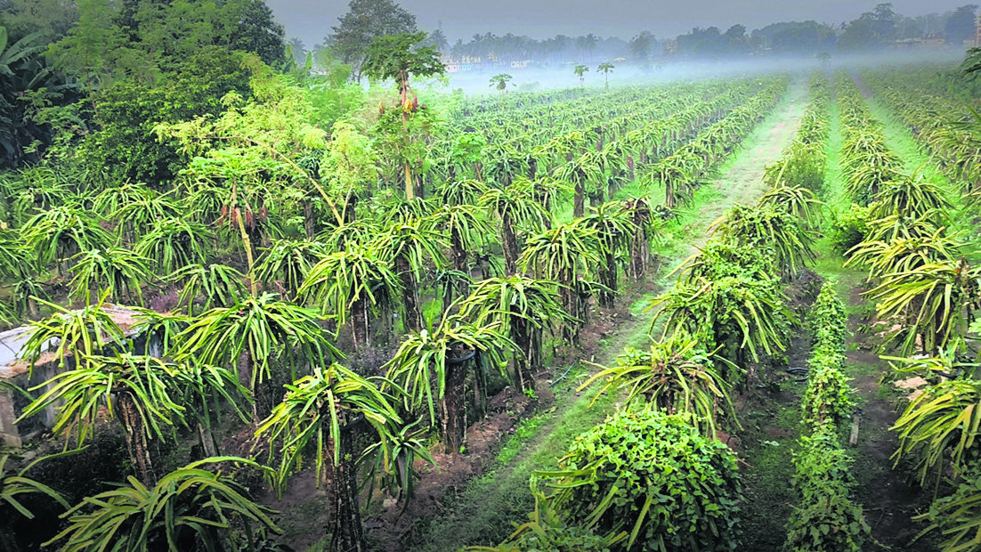 धूप से झुलस रहे ड्रैगन फ्रूट के पौधे