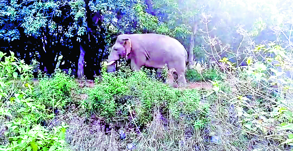 हाथी के हमले में महिला की मौत, ग्रामीणों ने किया प्रदर्शन