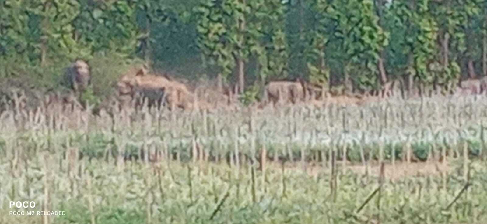 हाथियों ने लोधी गांव में घर तोड़े, फसल किया नष्ट