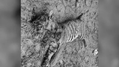 रक्सौल में गुस्साये ग्रामीणों ने बाघ को मार डाला, किसान पर हमले से थे नाराज
