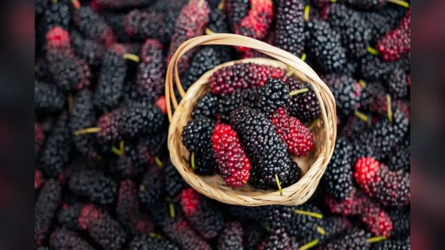 Benefits Of Mulberry: गर्मियों में रोज खाएं शहतूत, सेहत को मिलेंगे ये फायदे