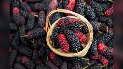 Benefits Of Mulberry: गर्मियों में रोज खाएं शहतूत, सेहत को मिलेंगे ये फायदे