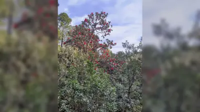 Benefits of Buransh Flower : गर्मियों में पिएं बुरांश का शरबत, सेहत को होंगे कई फायदे