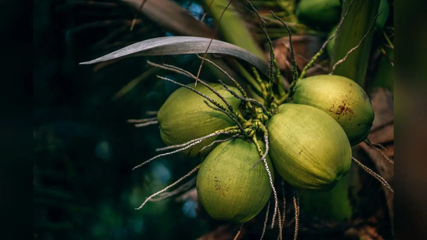 Coconut Water: किन लोगों को नारियल का पानी पीने से बचना चाहिए?
