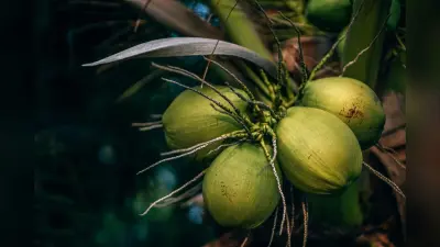 Coconut Water: किन लोगों को नारियल का पानी पीने से बचना चाहिए?