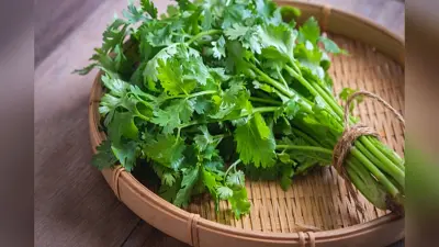 Coriander Leaves Benefits: हरी धनिया की पत्तियां खाने के फायदे जान हो जाएंगे हैरान