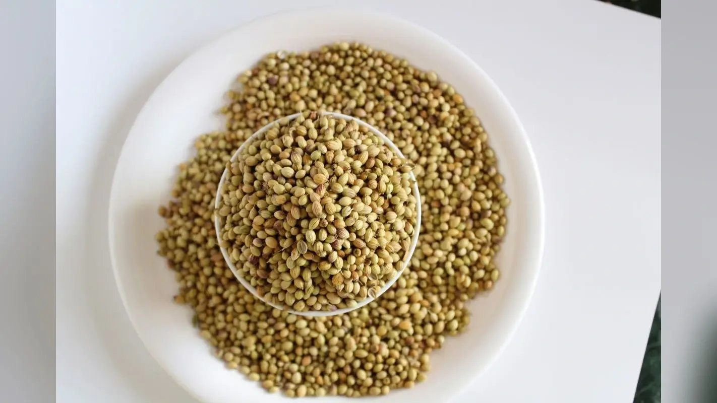 Coriander Seed Water Benefits: जानिए धनिया का पानी पीने से क्या लाभ होता है