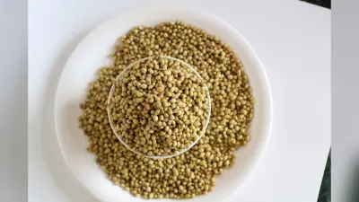 Coriander Seed Water Benefits: जानिए धनिया का पानी पीने से क्या लाभ होता है