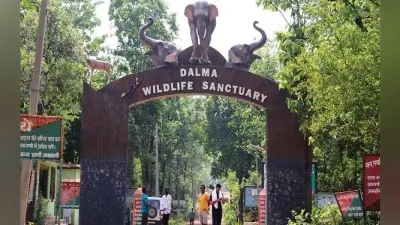 dalma elephant human conflict : दलमा में हाथियों और मानव के टकराव को रोकने का उपाय खोजेगी टाटा मोटर्स, एक्सआइएसएस गांवों के विकास पर करेगा स्टडी