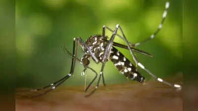 National Dengue Day 2024: क्यों मनाया जाता है नेशनल डेंगू डे? यहां जानें कारण