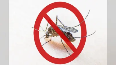 National Dengue Day 2024: नेशनल डेंगू दिवस आज, जानिए इतिहास, थीम और महत्व