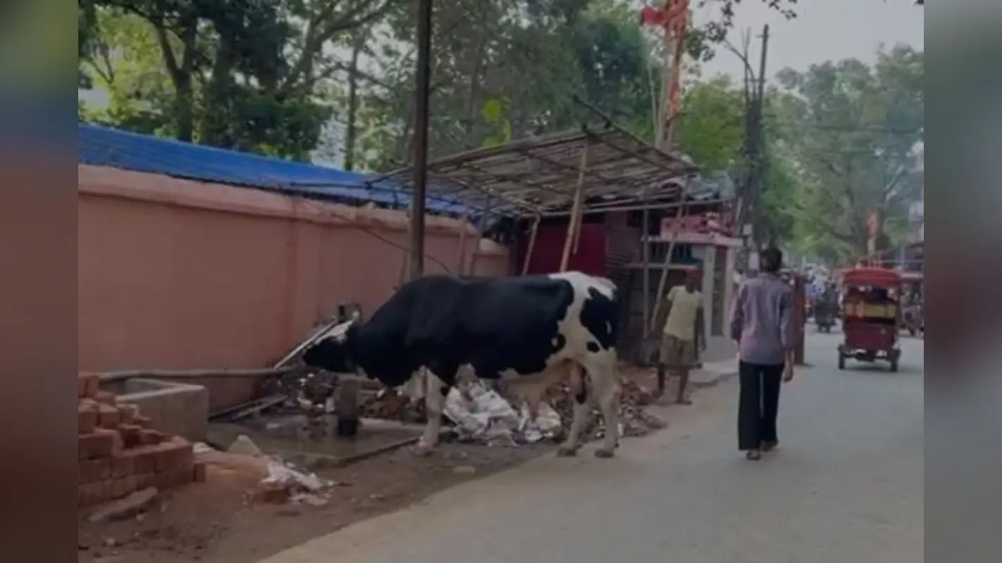 Viral Video : देवघर के इन नंदी के ‘चमत्कार’ को आप भी करेंगे नमस्कार, देखें वीडियो