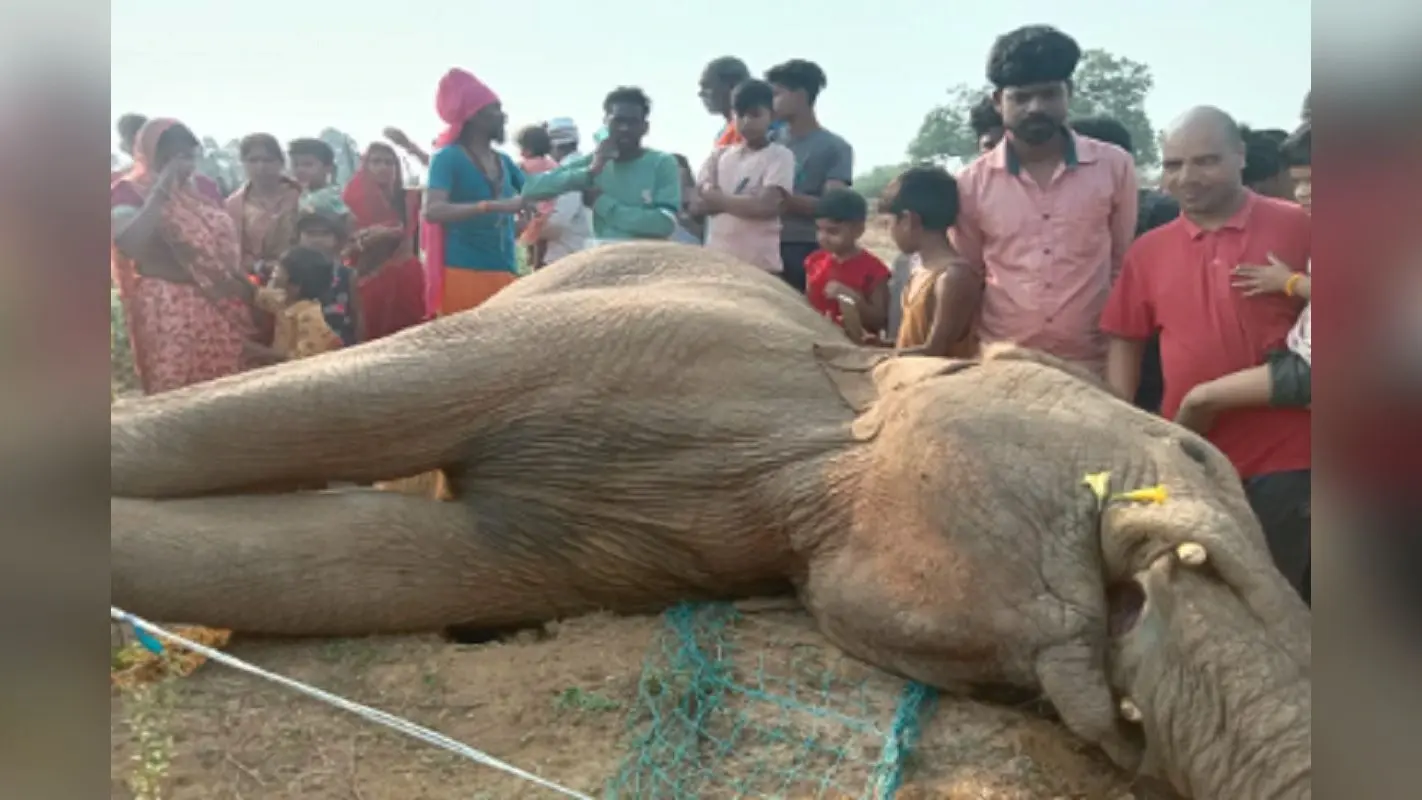 हजारीबाग में करंट लगने से हाथी की मौत, टमाटर की खेत से निकलने के दौरान हुआ हादसा