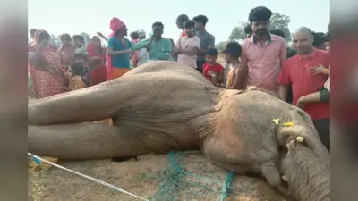 हजारीबाग में करंट लगने से हाथी की मौत, टमाटर की खेत से निकलने के दौरान हुआ हादसा