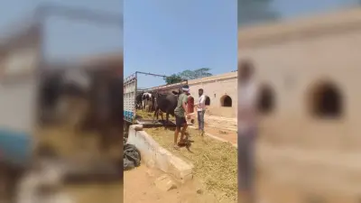 बिहार से बंगाल जा रहा मवेशी लदा 407 वाहन जब्त, चार भेजे गये जेल