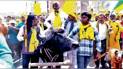 भैंसा पर सवार होकर नामांकन पत्र जमा करने पहुंचे अजीत
