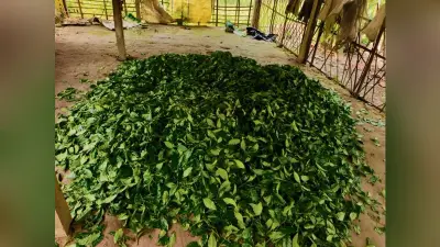 बढ़ते तापमान व वर्षा न होने से चाय पत्तियों पर असर