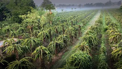 धूप से झुलस रहे ड्रैगन फ्रूट के पौधे