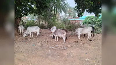 पशु तस्करी की सूचना पर छापेमारी, तीन पिकअप वैन में 25 मवेशी बरामद, नौ लोगों पर मामला दर्ज