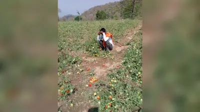 ओला वृष्टि व भारी बारिश से सब्जियाें की खेती बरबाद