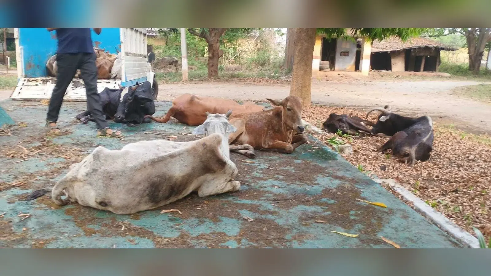 पुलिस की तत्परता से बच गयी सैकड़ों गोवंश की जान