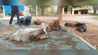 पुलिस की तत्परता से बच गयी सैकड़ों गोवंश की जान